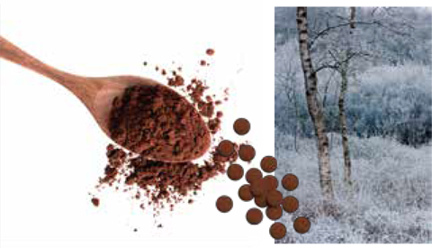 chaga 実物
